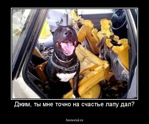 Джим, ты мне точно на счастье лапу дал?