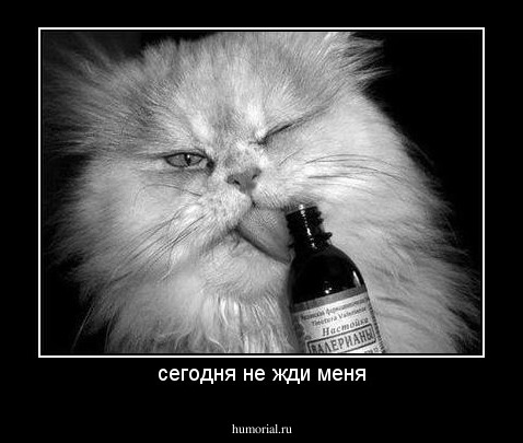 сегодня не жди меня