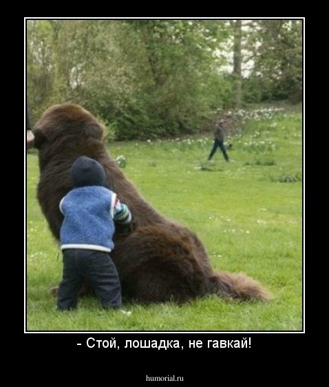 - Стой, лошадка, не гавкай!