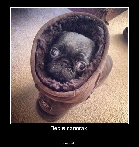Пёс в сапогах.