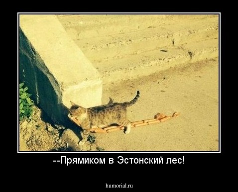 --Прямиком в Эстонский лес!