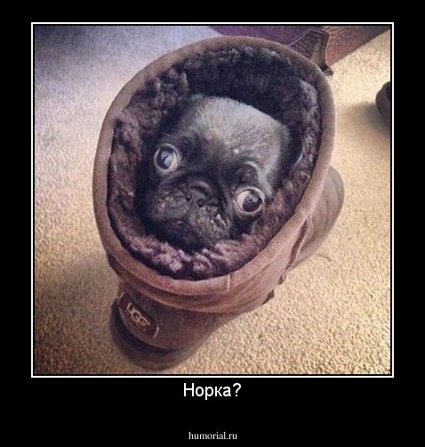 Норка?