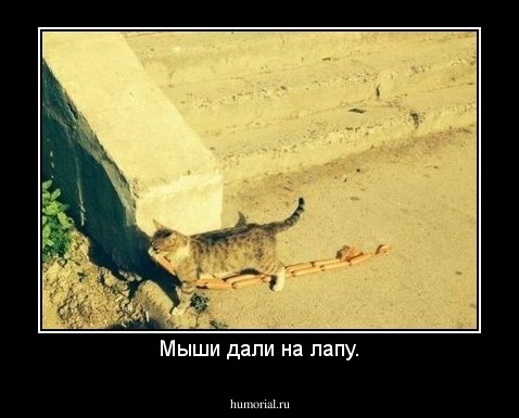 Мыши дали на лапу.