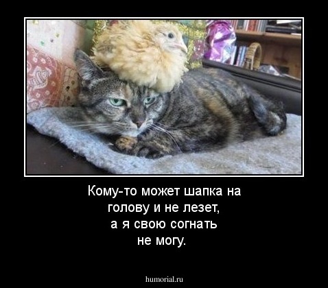 Кому-то может шапка на голову и не лезет, а я свою согнать не могу.
