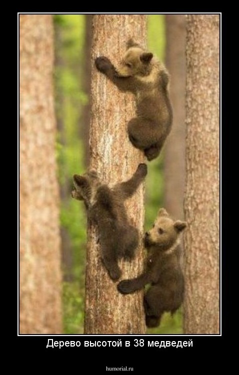 Дерево высотой в 38 медведей