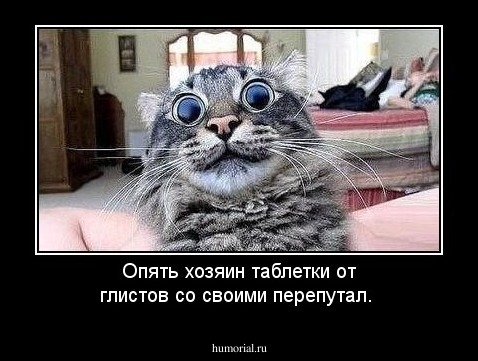 Опять хозяин таблетки от глистов со своими перепутал.