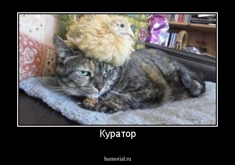 Куратор