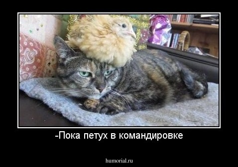 -Пока петух в командировке