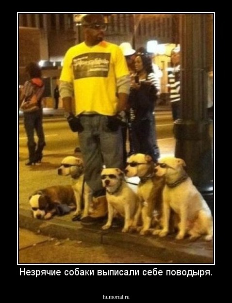 Незрячие собаки выписали себе поводыря.
