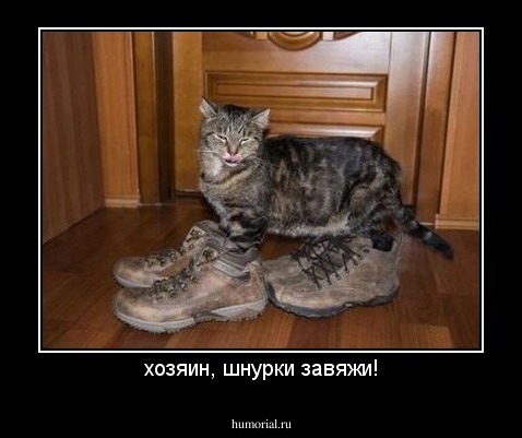 хозяин, шнурки завяжи!