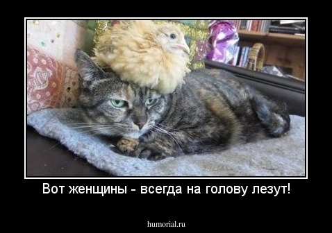 Вот женщины - всегда на голову лезут!