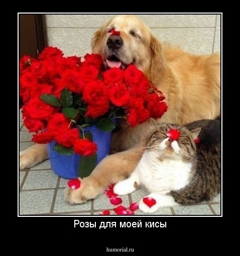 Розы для моей кисы