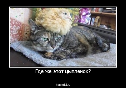 Где же этот цыпленок?