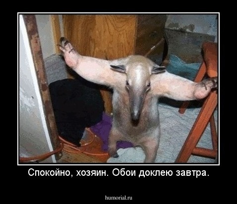 Спокойно, хозяин. Обои доклею завтра.