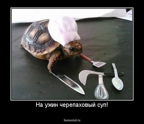 На ужин черепаховый суп!
