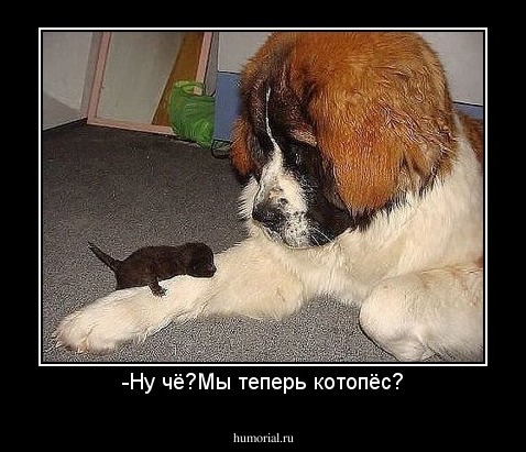 -Ну чё?Мы теперь котопёс?
