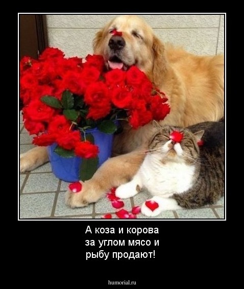 А коза и корова за углом мясо и рыбу продают!
