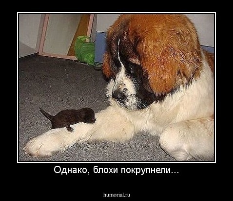 Однако, блохи покрупнели...