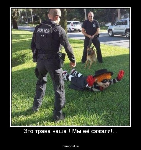 Это трава наша ! Мы её сажали!...