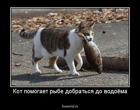Кот помогает рыбе добраться до водоёма