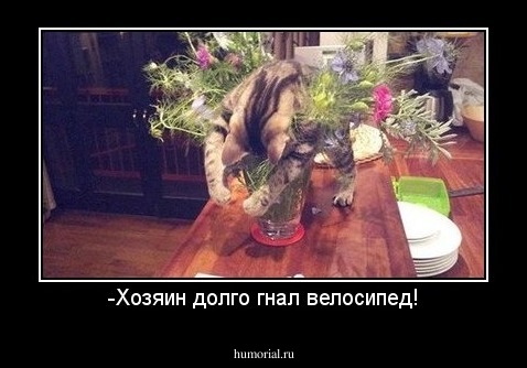 -Хозяин долго гнал велосипед!