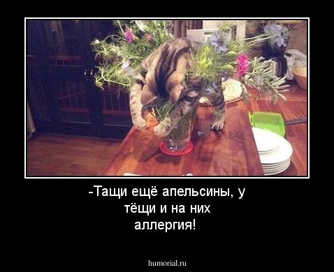 -Тащи ещё апельсины, у тёщи и на них аллергия!