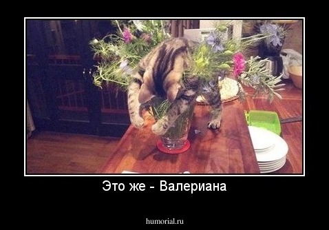 Это же - Валериана