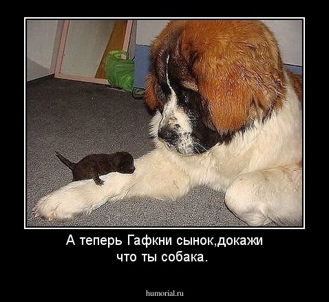 А теперь Гафкни сынок,докажи что ты собака.