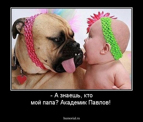 - А знаешь, кто мой папа? Академик Павлов!