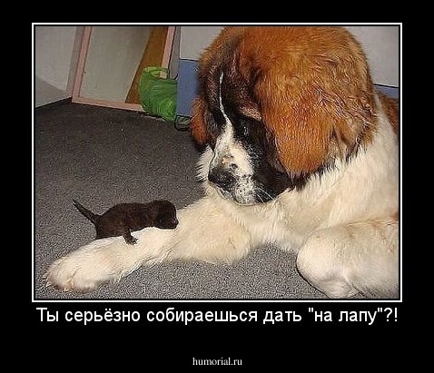 Ты серьёзно собираешься дать "на лапу"?!