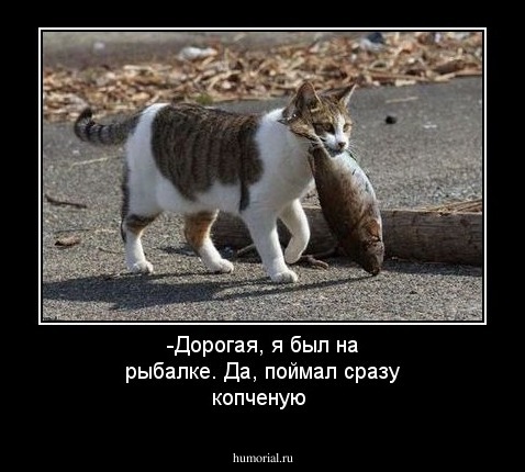 -Дорогая,  я  был  на  рыбалке. Да,  поймал  сразу  копченую