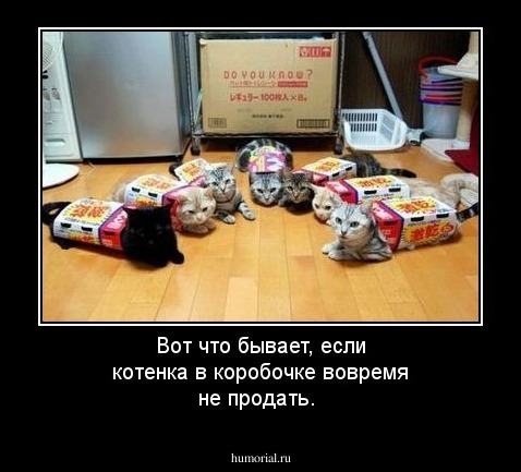 Вот что бывает, если котенка в коробочке вовремя не продать.