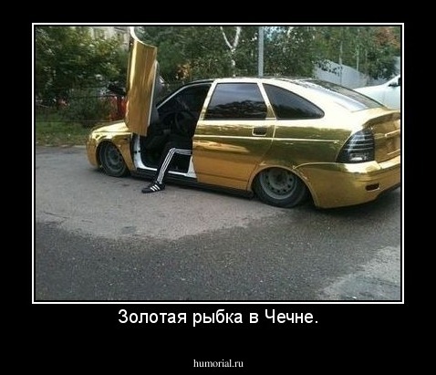 Золотая рыбка в Чечне.