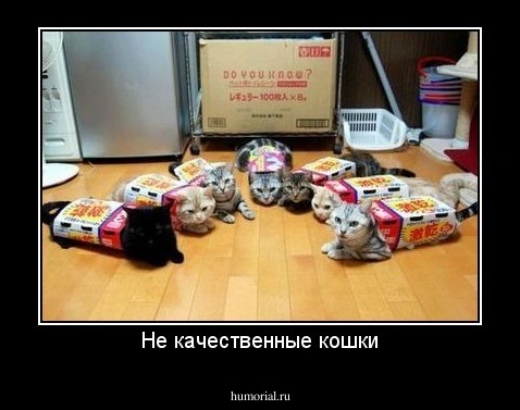 Не качественные кошки