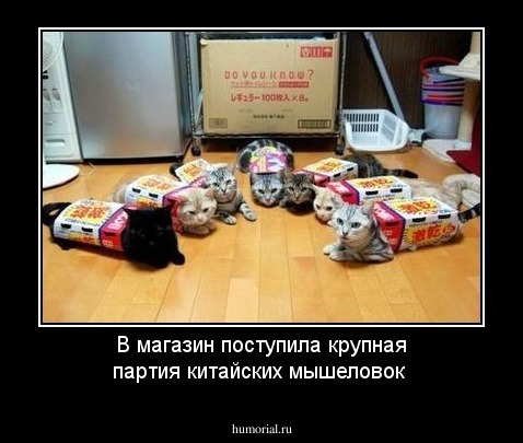 В магазин поступила крупная партия китайских мышеловок