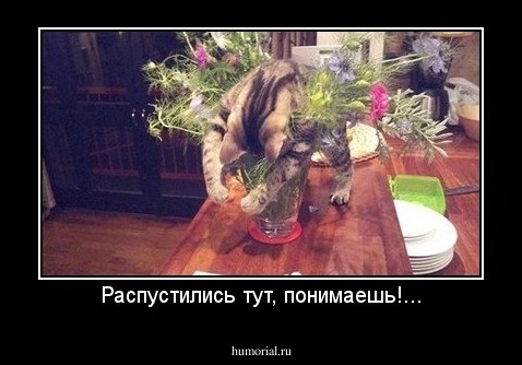 Распустились тут, понимаешь!...