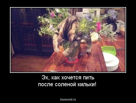 Эх, как хочется пить после соленой кильки!