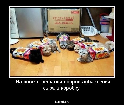 -На совете решался вопрос,добавления сыра в коробку