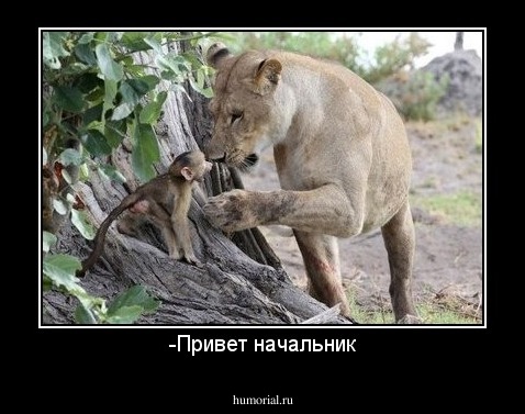 -Привет начальник