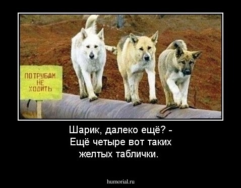 Шарик, далеко ещё? - Ещё четыре вот таких желтых таблички.