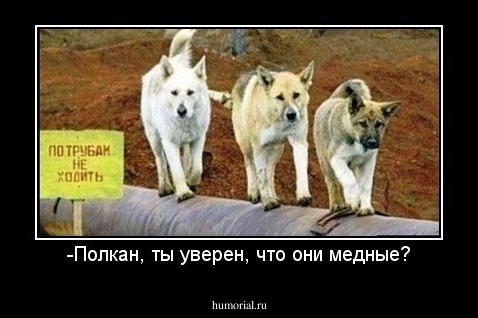 -Полкан, ты уверен, что они медные?