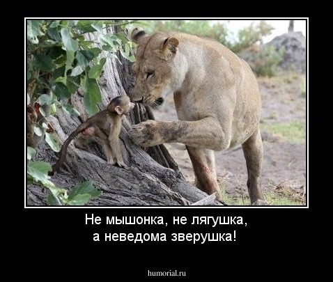 Не мышонка, не лягушка, а неведома зверушка!