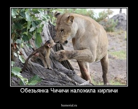 Обезьянка Чичичи наложила кирпичи