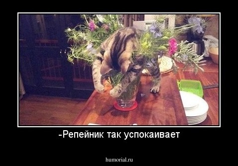 -Репейник так успокаивает