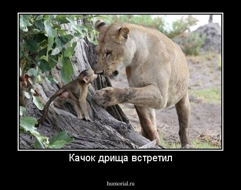 Качок дрища встретил