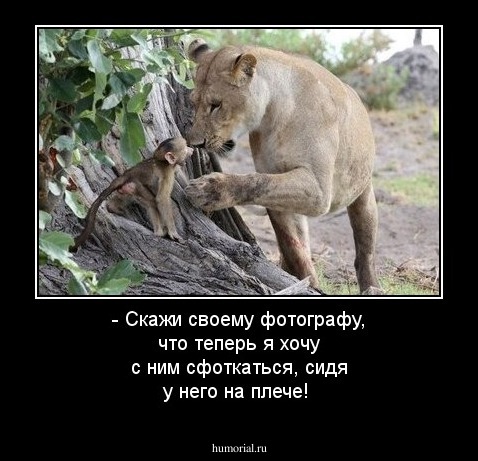 - Скажи своему фотографу, что теперь я хочу с ним сфоткаться, сидя у него на плече!