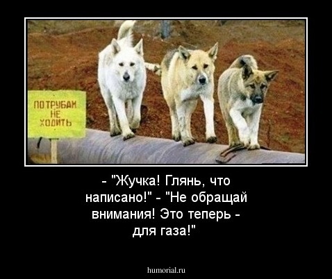 - "Жучка! Глянь, что написано!" - "Не обращай внимания! Это теперь - для газа!"