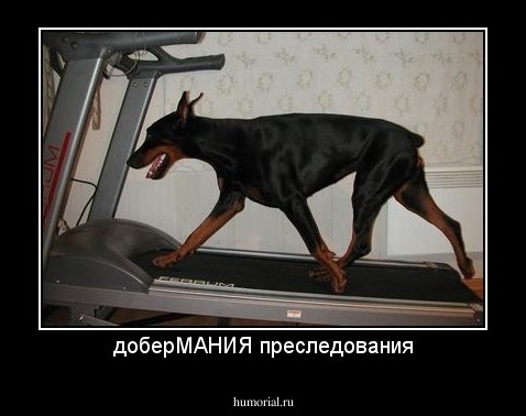 доберМАНИЯ преследования