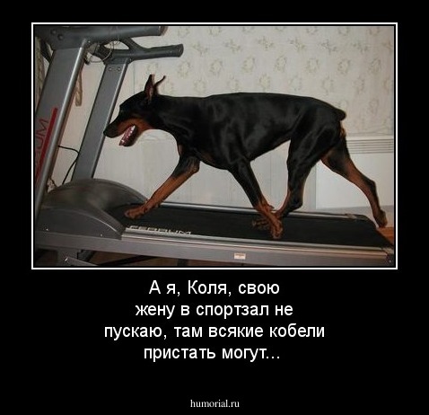 А я, Коля, свою жену в спортзал не пускаю, там всякие кобели пристать могут...