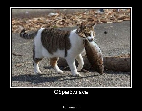 Обрыбилась